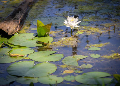 Close-up of lotus water lily in lake