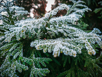 Close-up of snow covered pine tree leaves