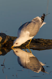 Close-up of bird perching on lake against clear sky