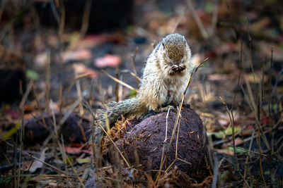 Close-up of a bush squirrel on elephant dung 