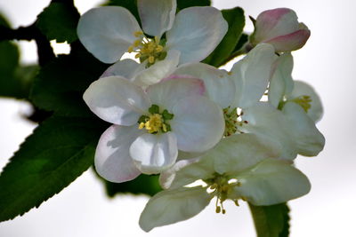 Close-up of white flowers