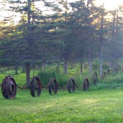 Trees on grassy field
