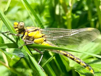 Close-up of insect on plant