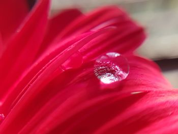 Beautiful picture of water droplet on red flower 