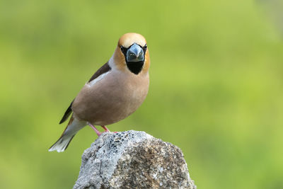 Close-up portrait of bird perching on rock
