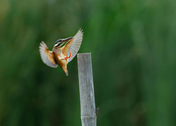 Close-up of bird flying over wooden post