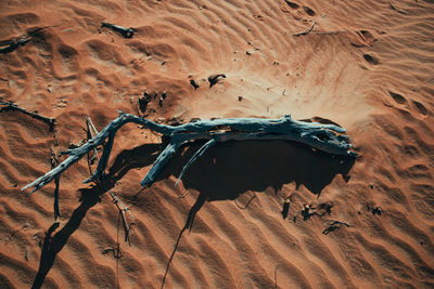 High angle view of an old barren tree branch on a sand dune