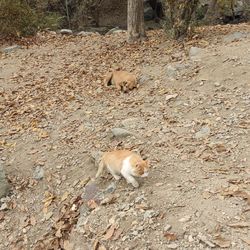 Cat lying on a land