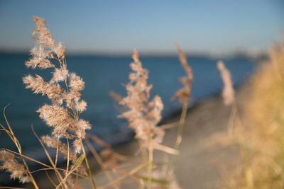 Close-up of plants against clear sky