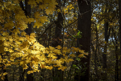 Trees growing in forest during autumn