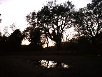 Silhouette trees on landscape against sky