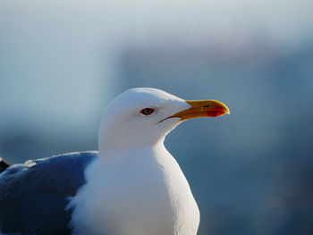 Close-up of seagull perching