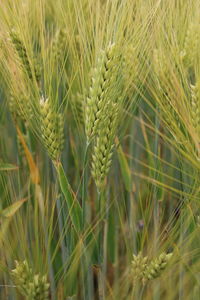 Close-up of wheat growing on field