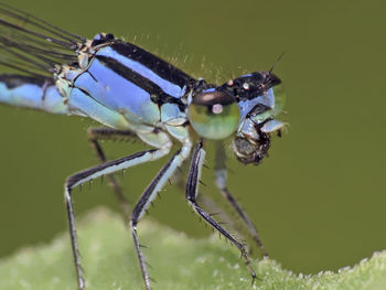 Close-up of insect on plant