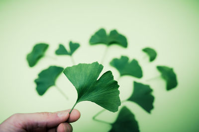 Close-up of hand holding leaf over white background