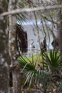 Bird perching on tree