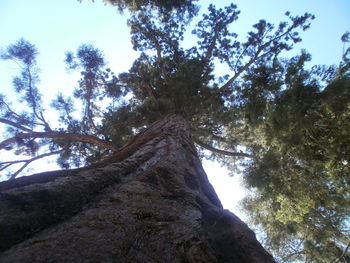 Low angle view of trees against sky