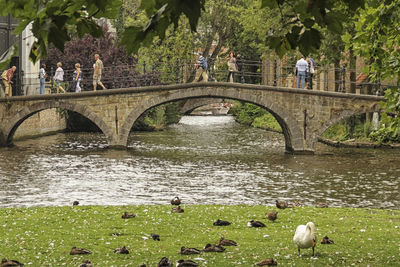 View of swans on bridge over river