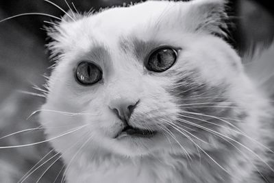 Close-up portrait of cat