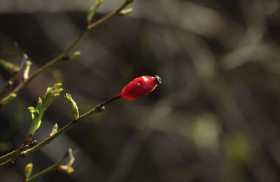 Close-up of red berries on plant