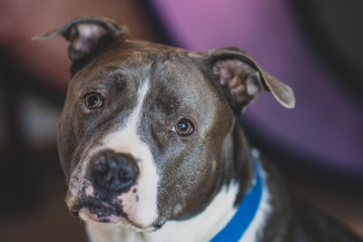 Close up of an adult pitbull terrier that is looking at you