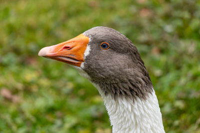 Close-up of duck