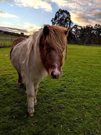 Horse standing in field