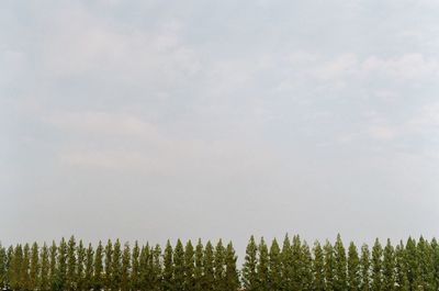 Panoramic view of trees in forest against sky