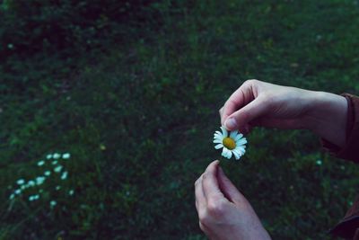 Close-up of human hand holding white flower on field