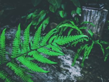 Close-up of fern leaves