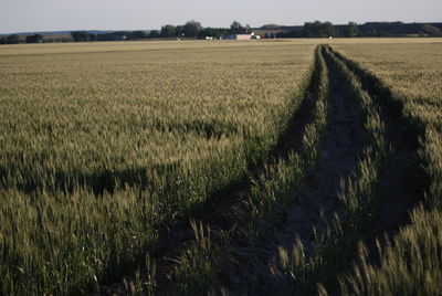 Scenic view of crop growing in field