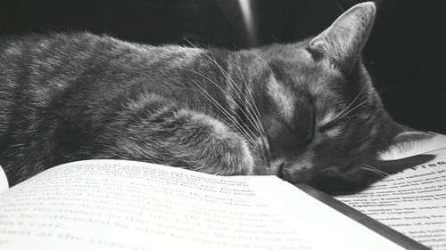 Close-up of cat sleeping by books at home