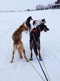 Full length of dogs on snow field