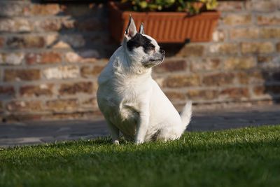 Cat sitting on wall