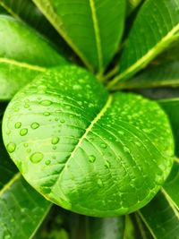 Close-up of raindrops on leaves