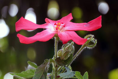 Close-up of pink flowers blooming outdoors