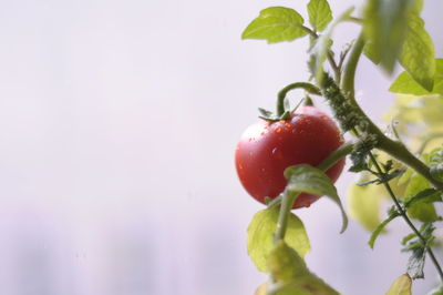 Close-up of cherries growing on tree