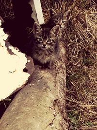 Portrait of cat sitting outdoors