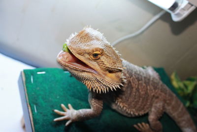 Close-up high angle view of lizard