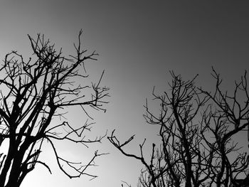 Low angle view of bare tree against clear sky