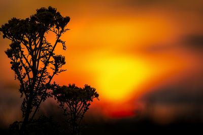 Close-up of silhouette tree against orange sky