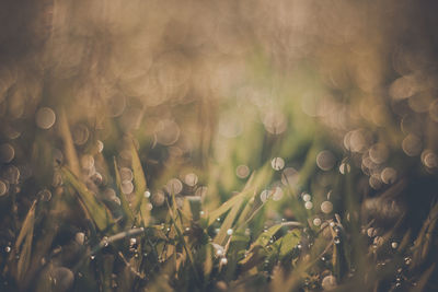 Full frame shot of crops on field