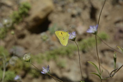 Close-up of butterfly on flower