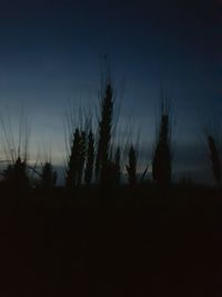 Silhouette trees on field against sky at sunset