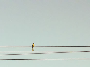 Low angle view of bird perching on cable against clear sky