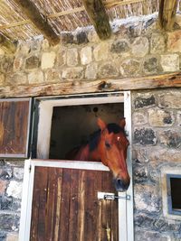 Horse in stable