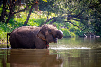 Close-up of elephant in water