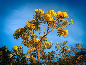 Low angle view of yellow flower tree against blue sky