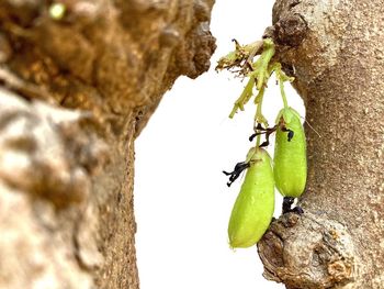 Close-up of insect on tree trunk