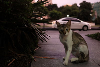 Cat sitting on street